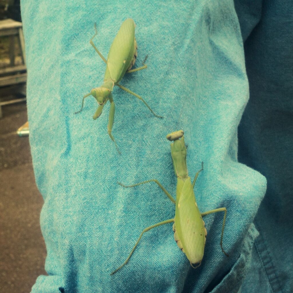 Creatures of Oizumi Ryokuchi [Harabiro praying mantis] Kokosil Oizumi